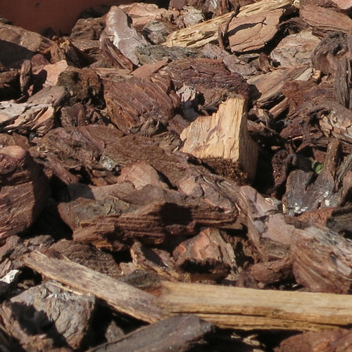 CORTEZA DE PINO